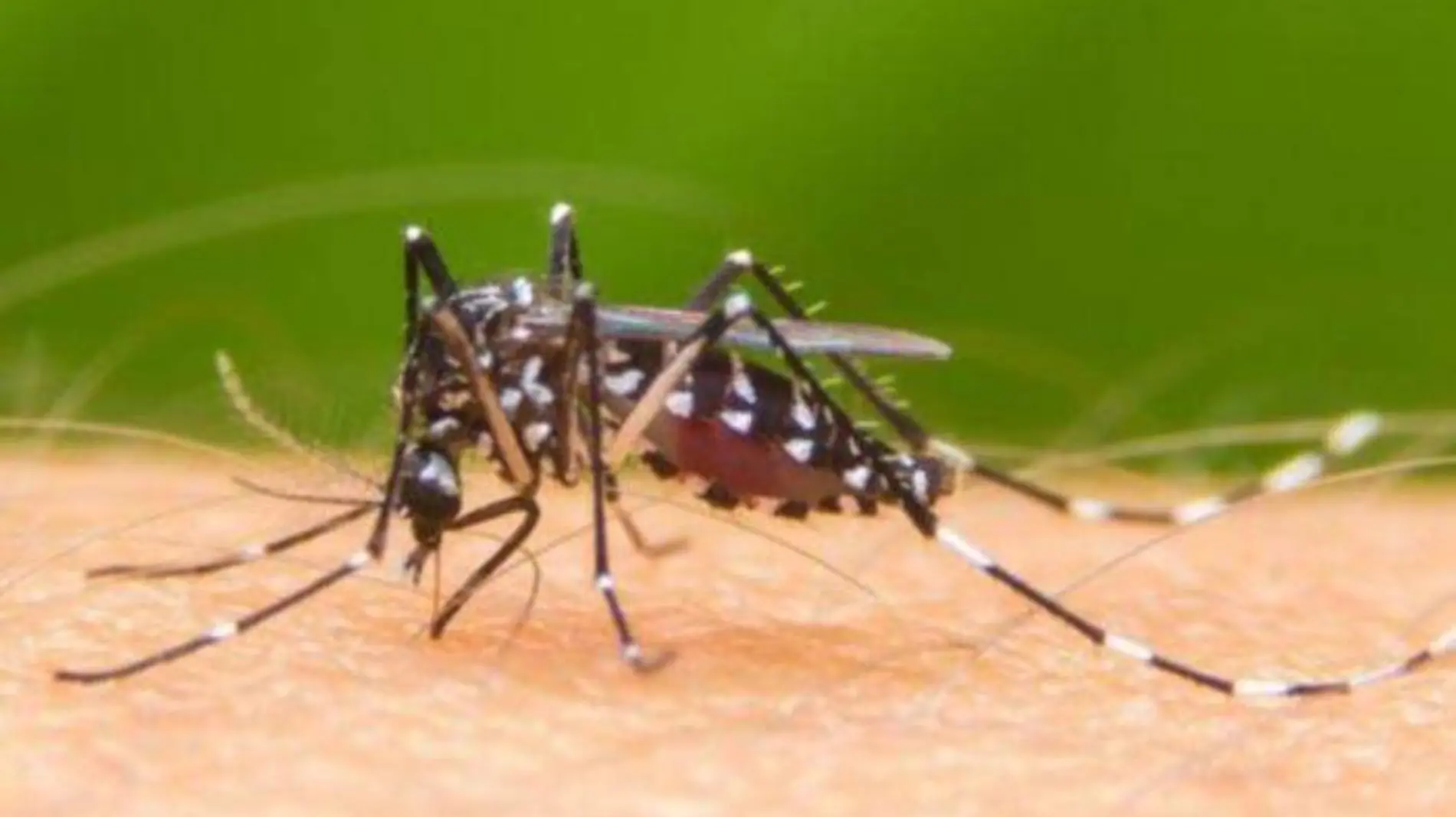 mosquitos-655x368-890x395_c