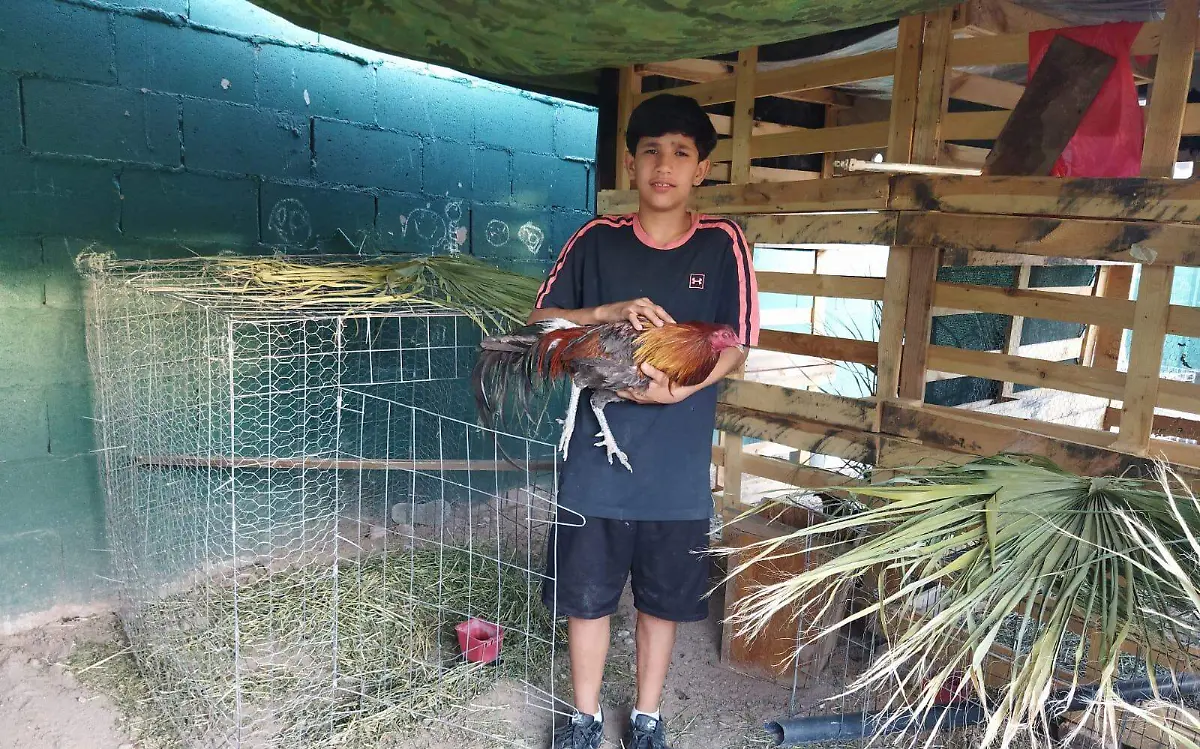 El niño Sebastián Ahumada ayuda a sus padres en las labores de la casa, sobre todo, con la crianza de gallos