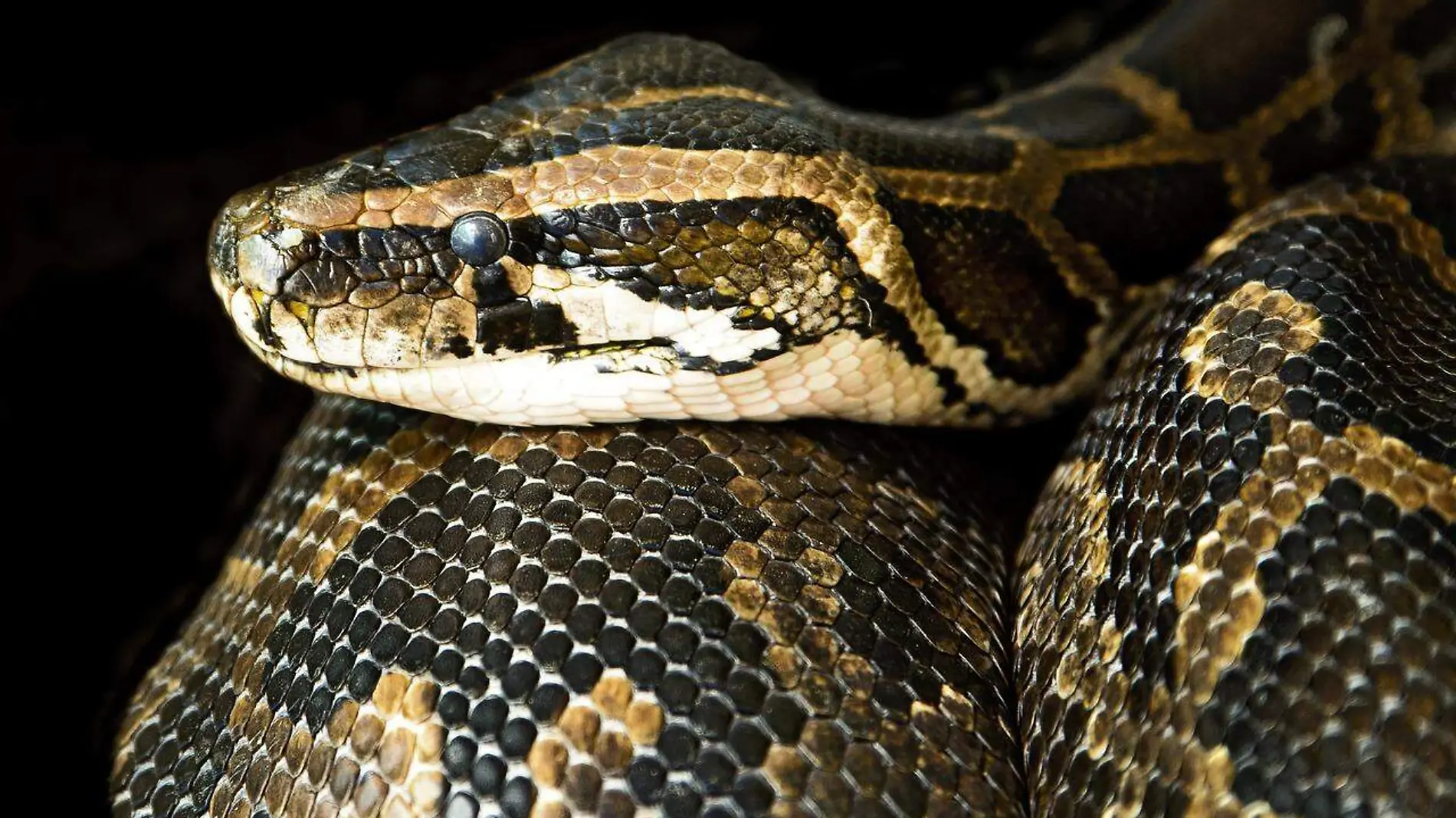 constrictor-g801120eab_1280