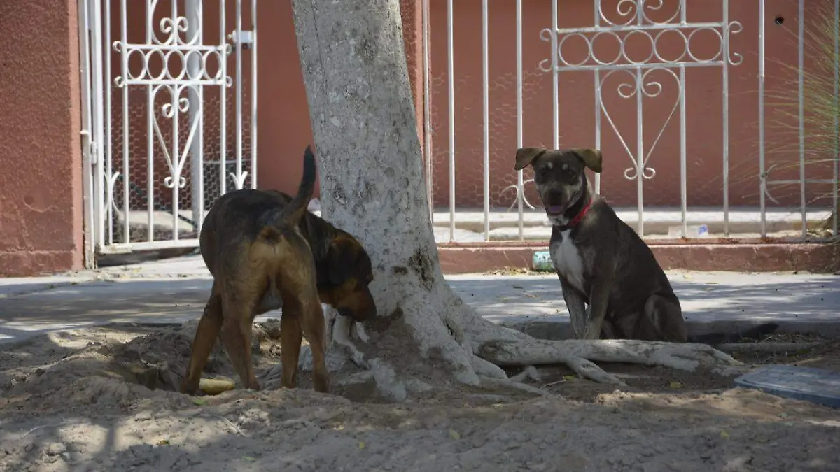 perritos-agresivos