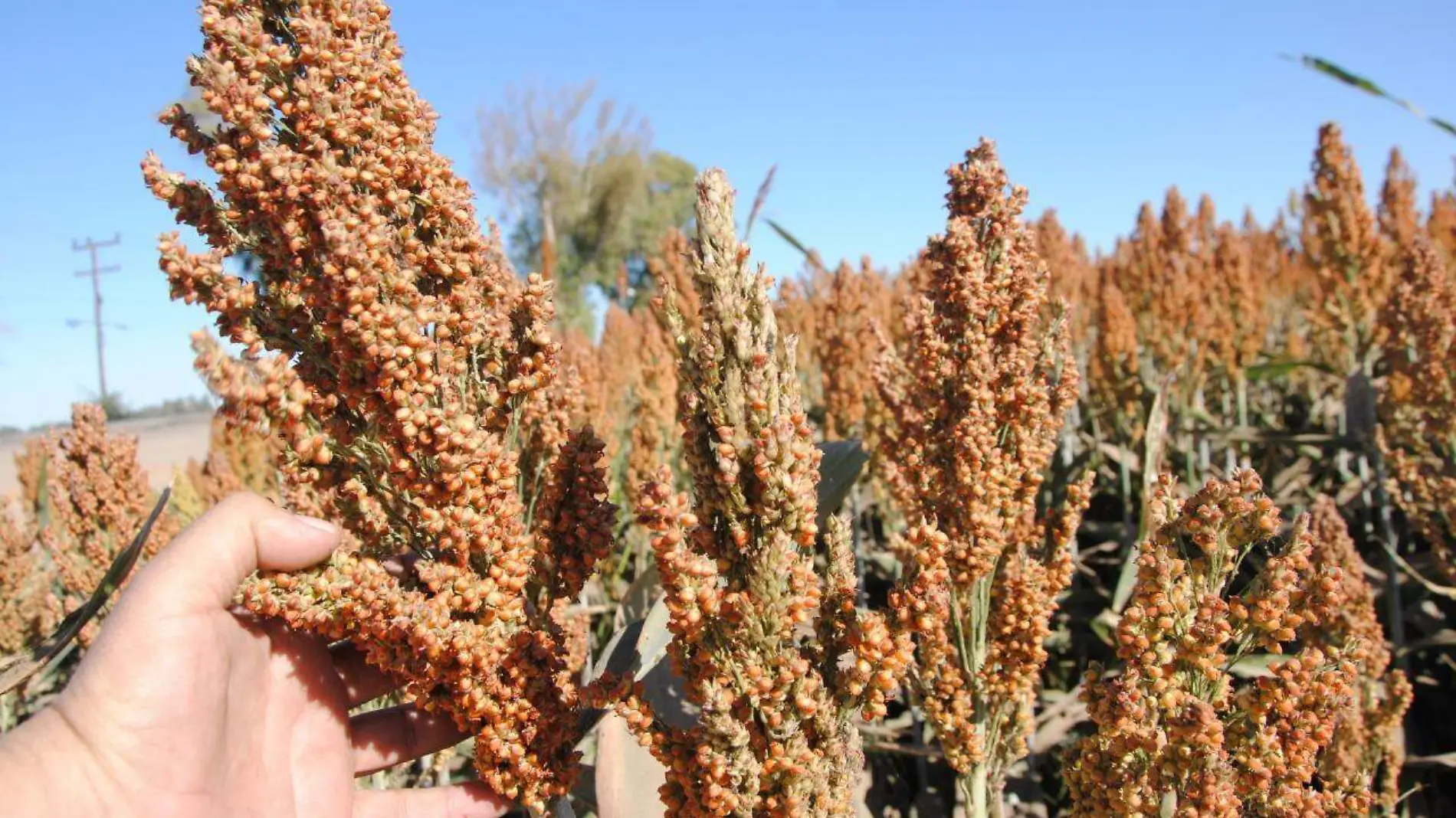 sorgo