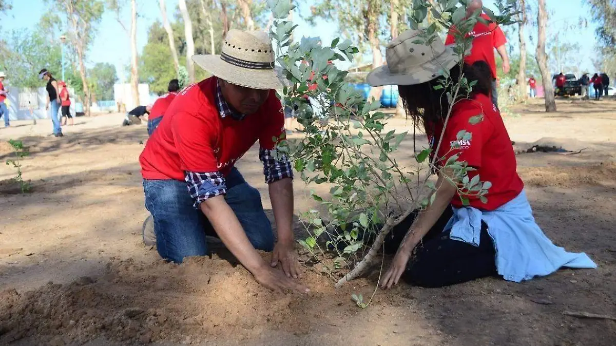 Reforestación