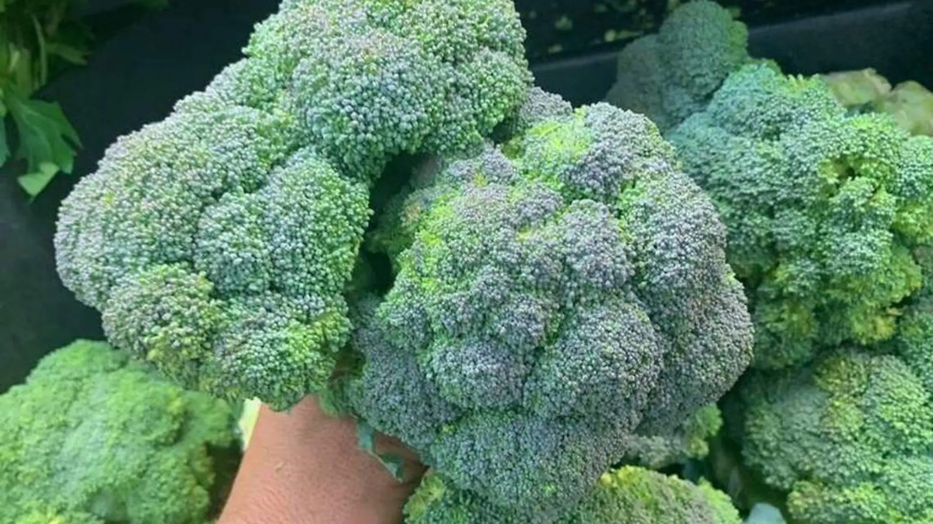 brocoli