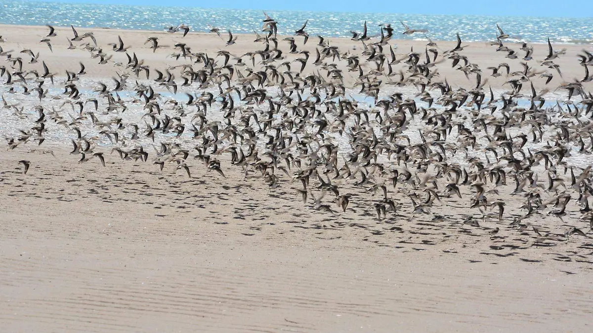 De agosto a octubre arriban a las playas del Golfo de Santa Clara gran variedad de aves migratorias que vienen del norte del continente americano