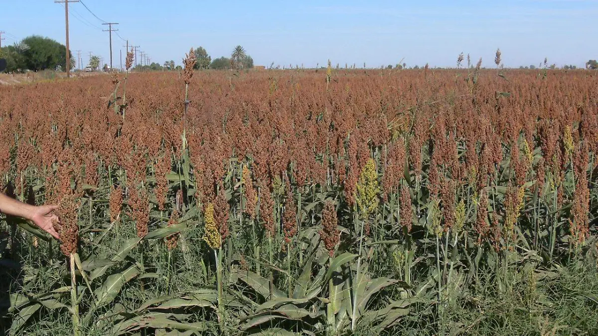 sorgo