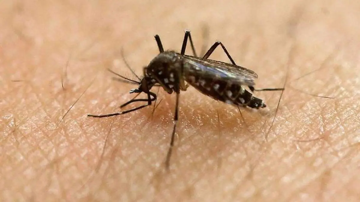 dengue