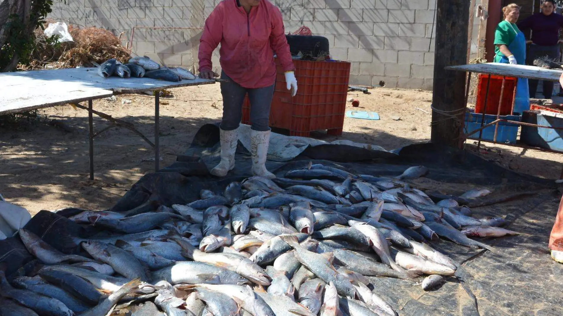 curvina-pesca-veda