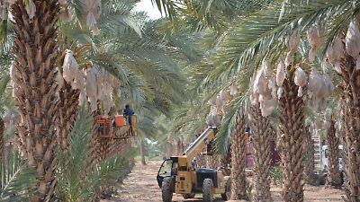 Esperan la participación de los Emiratos Árabes en Foro del Dátil san luis rio colorado - Tribuna de San Luis | Noticias Locales, Policiacas, sobre México, Sonora y el Mundo