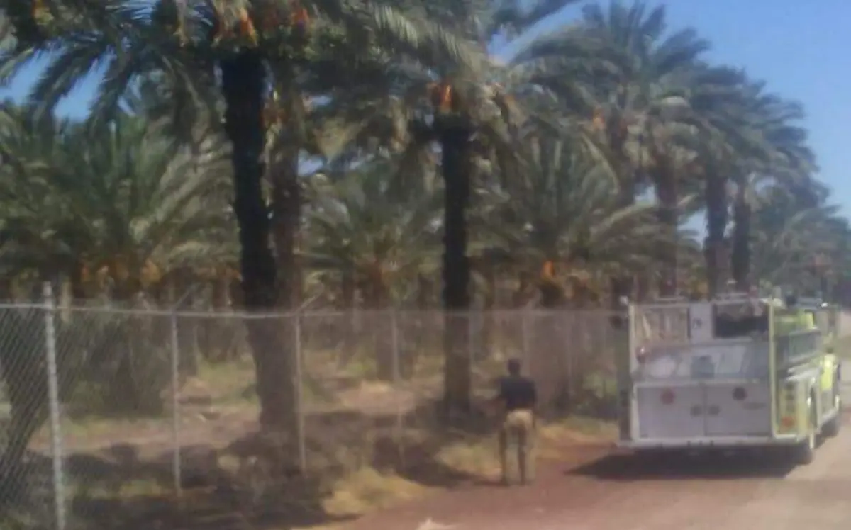 Al menos seis palmas datileras resultaron dañadas esta mañana al registrarse fuerte incendio en una empresa de la colonia Azteca