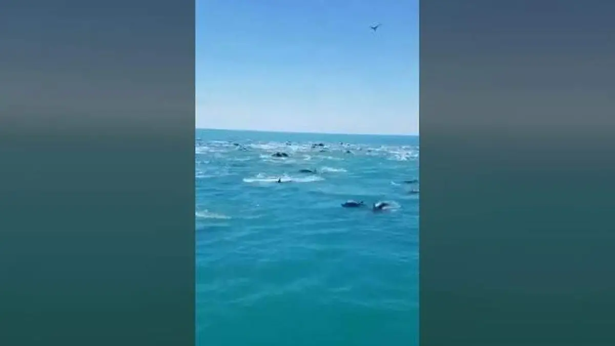 delfines