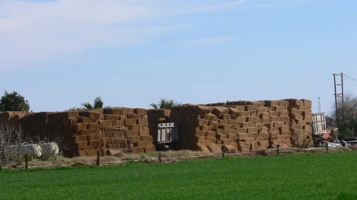 campo