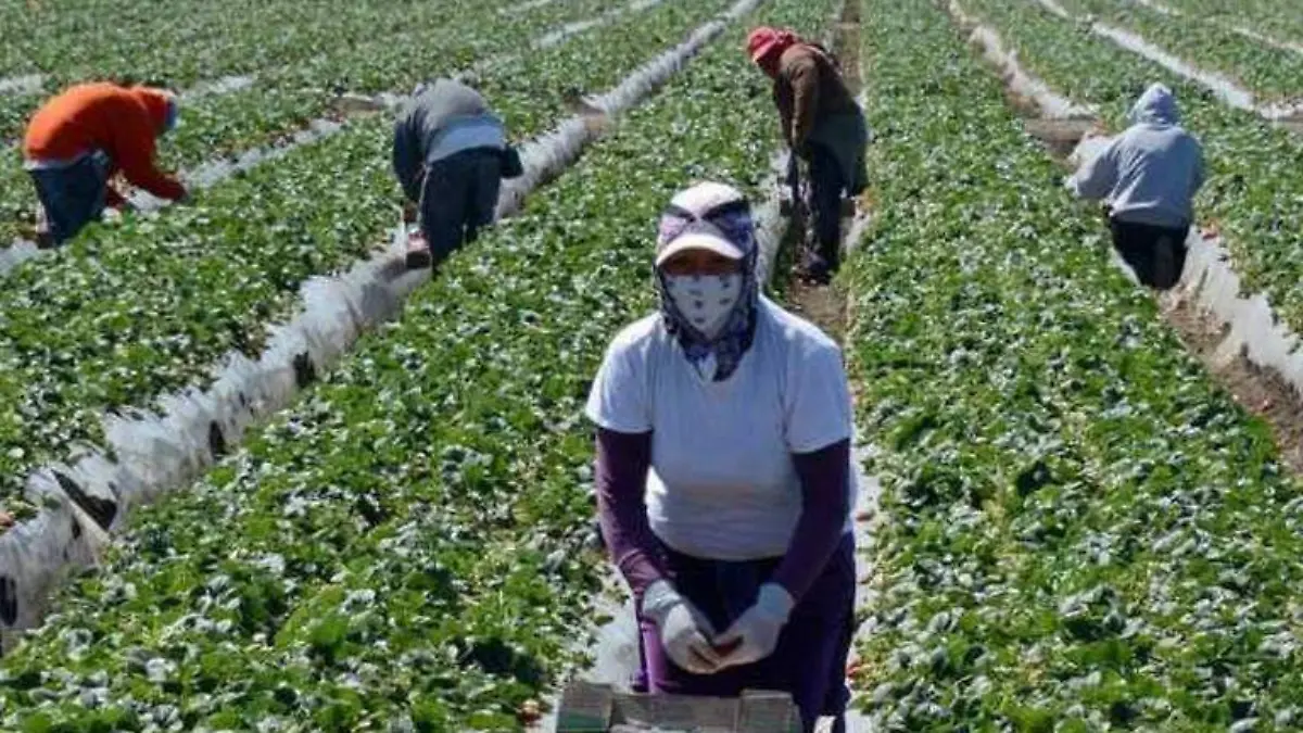 productores