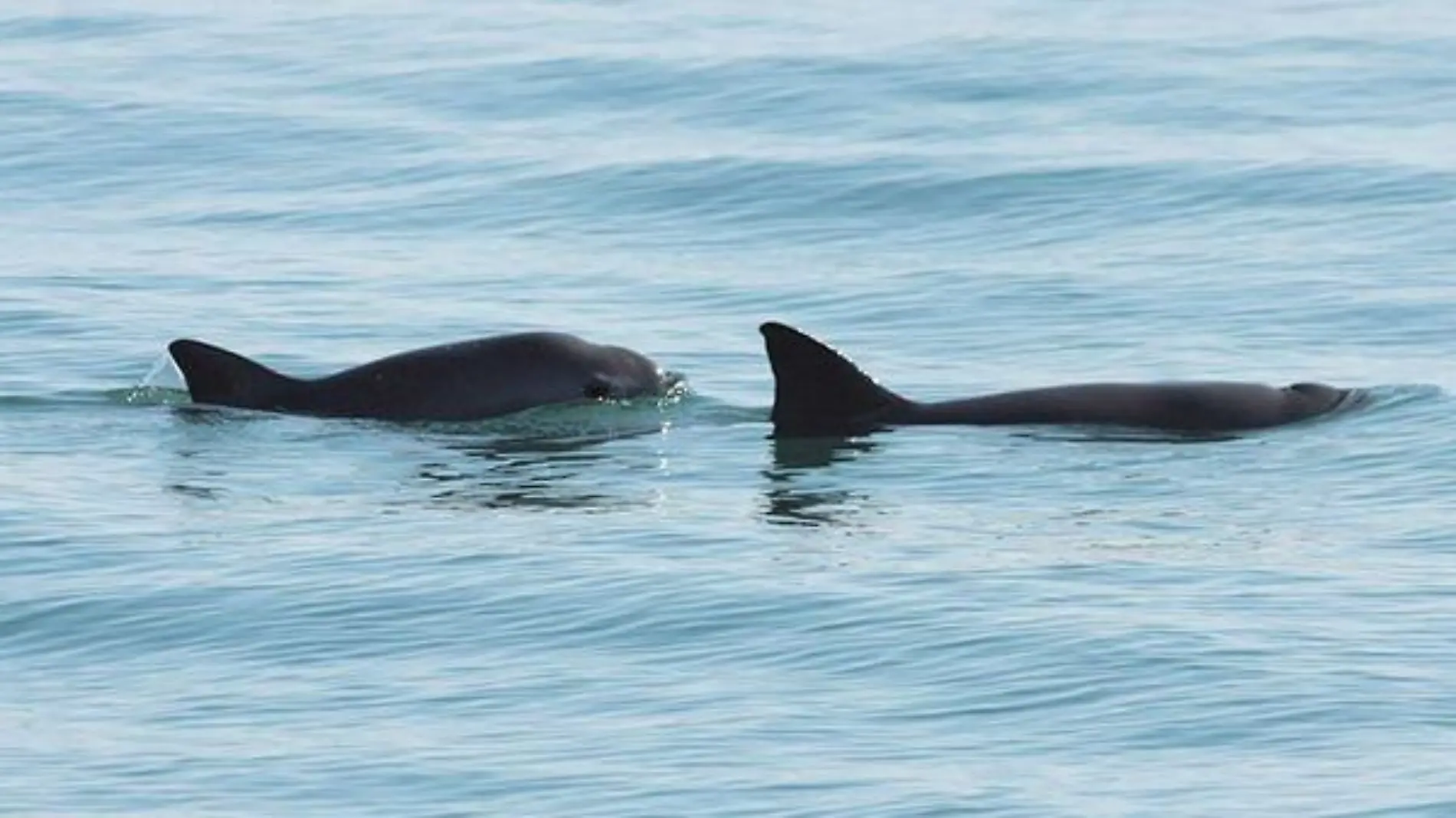 vaquita