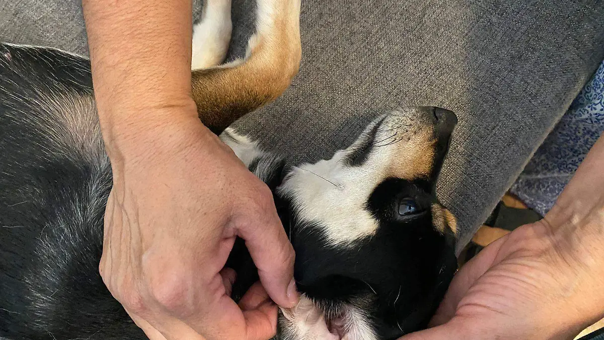 perrito
