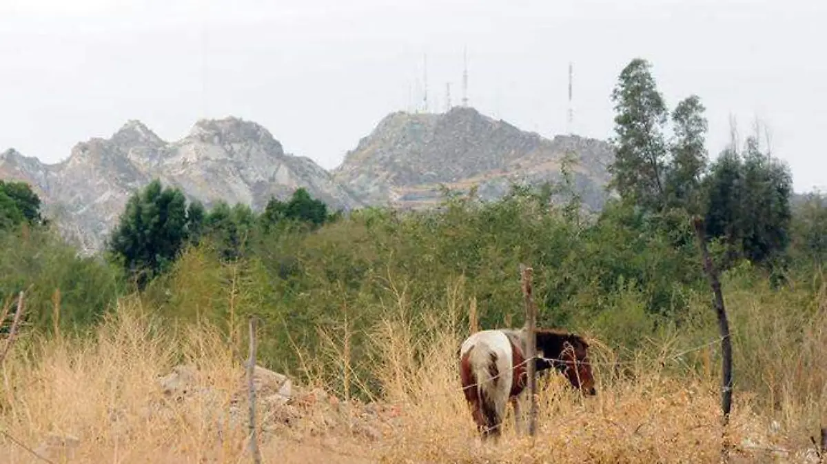 CABALLO