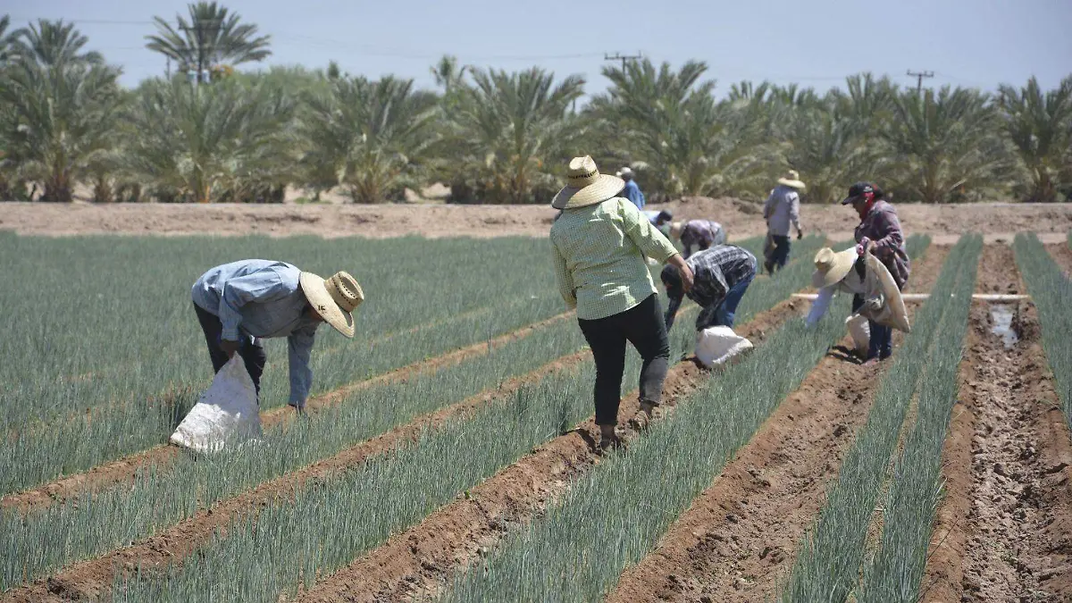 Productores esperan repunte de exportación de cebollín