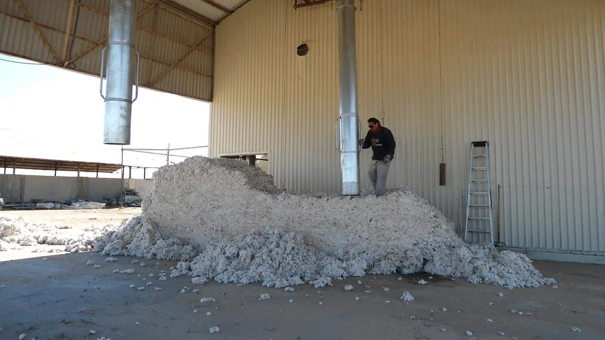 Culmina-cosecha-de-algodón-2