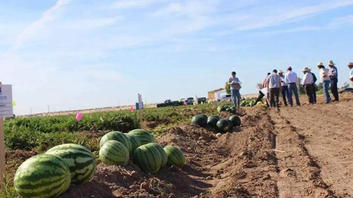 sandia