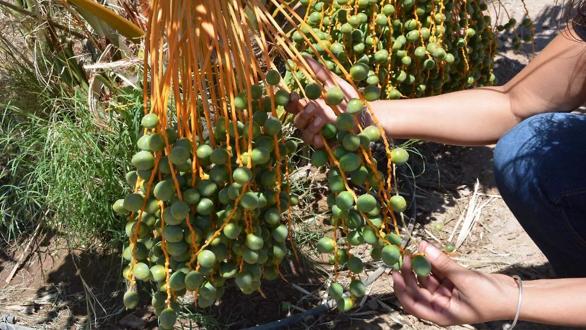 Promueven dátil sanluisino en publicación inglesa