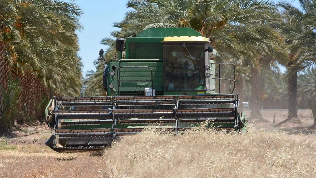 Finaliza cosecha de trigo