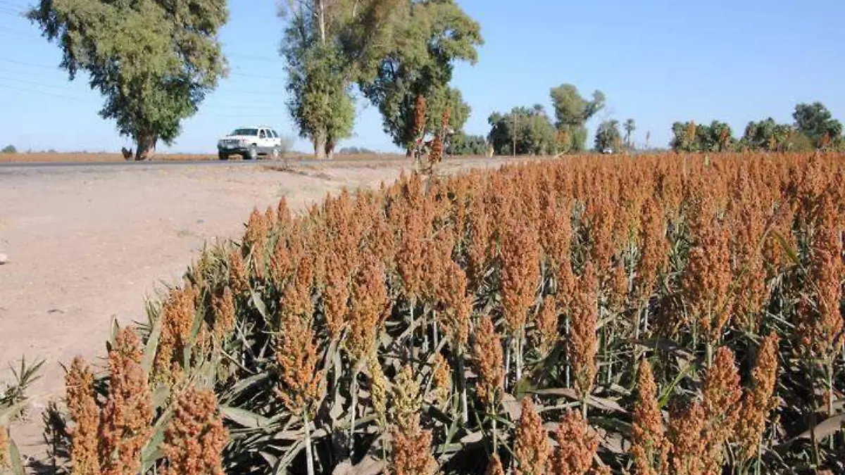 Prevén aumento de superficie de sorgo-2