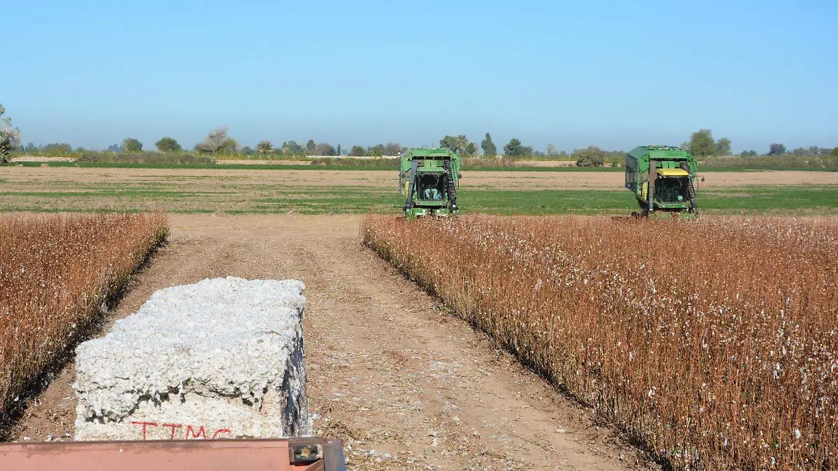 Ya se consumen productos agrícolas transgénicos