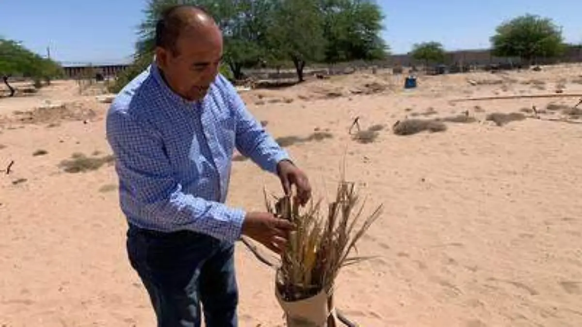 Repondrán palmas datileras en plantío del UES