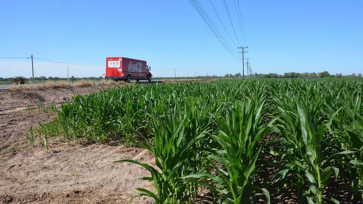 En el valle de San Luis se sembrará poco maíz