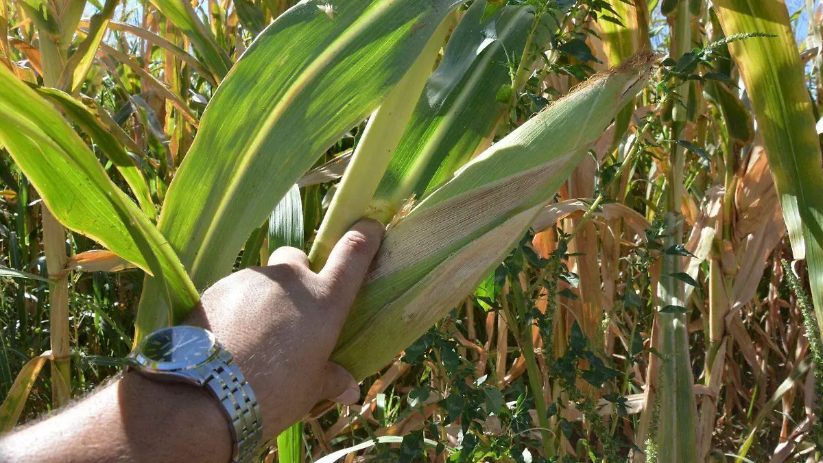 En el valle de San Luis se sembrará poco maíz