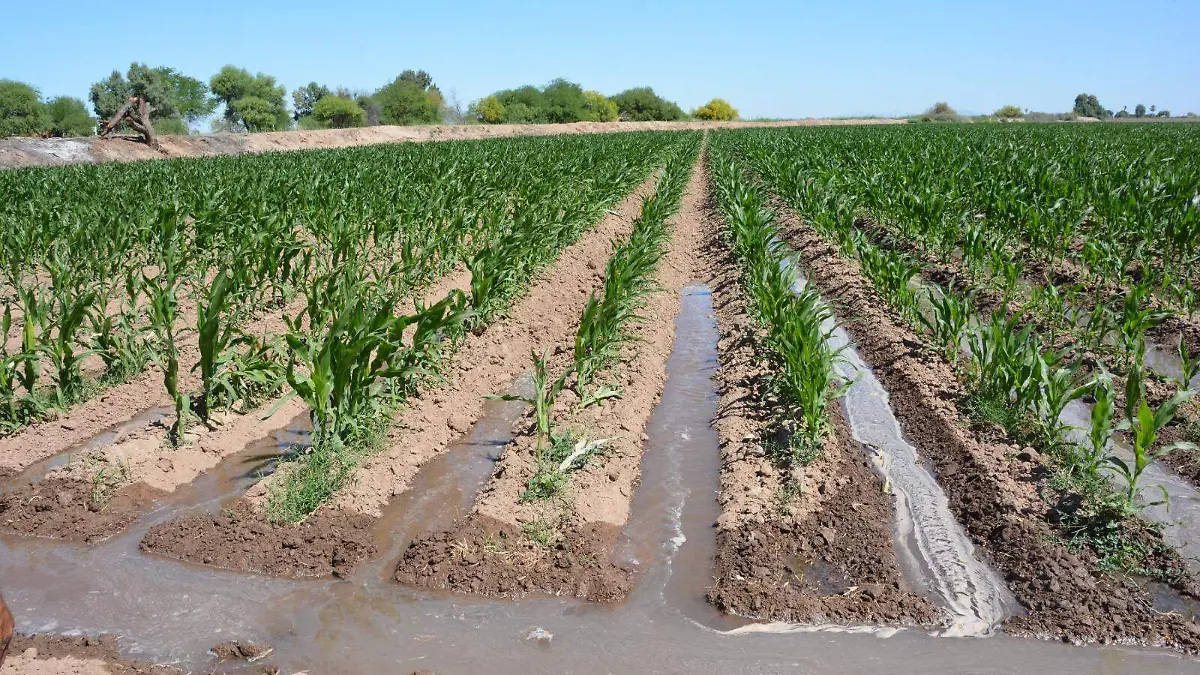 Batallan productores de maíz con el precio