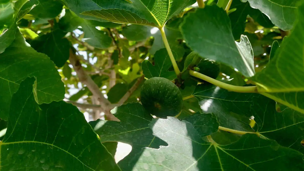 Esperan anuencia de EU para exportar higos-2