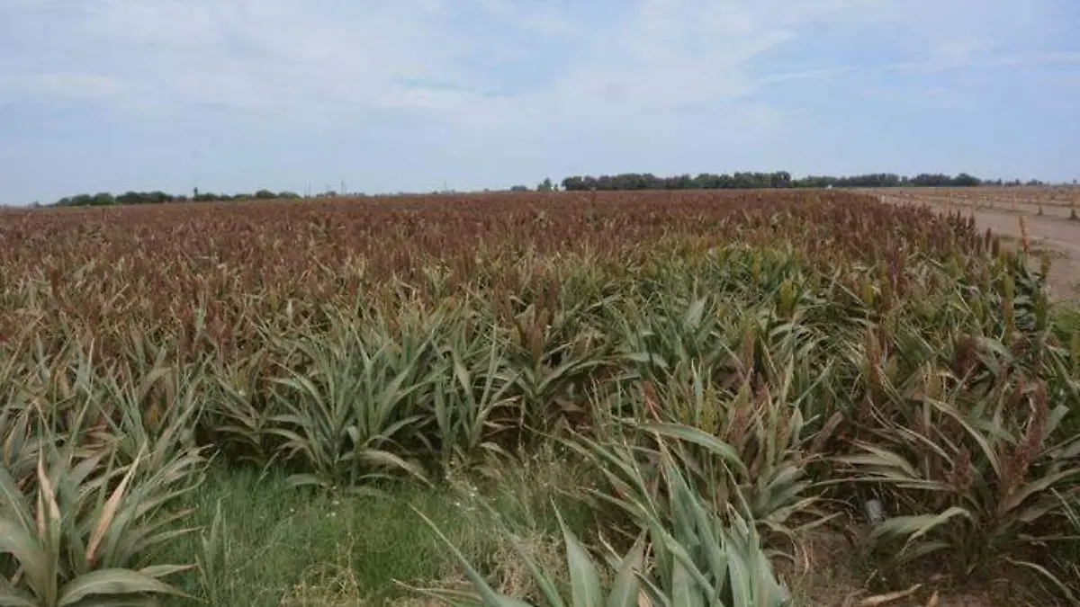 Prevén aumento de superficie de sorgo-3