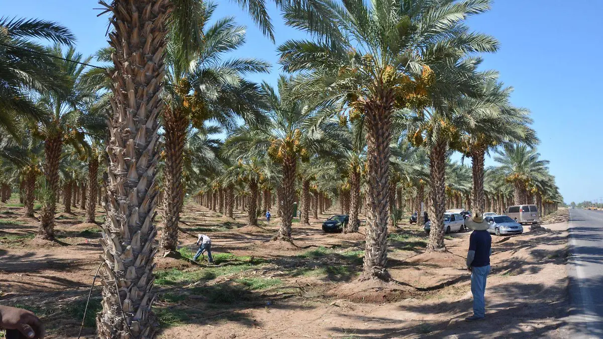 Dátil-tiene-problemas-de-comercialización-2