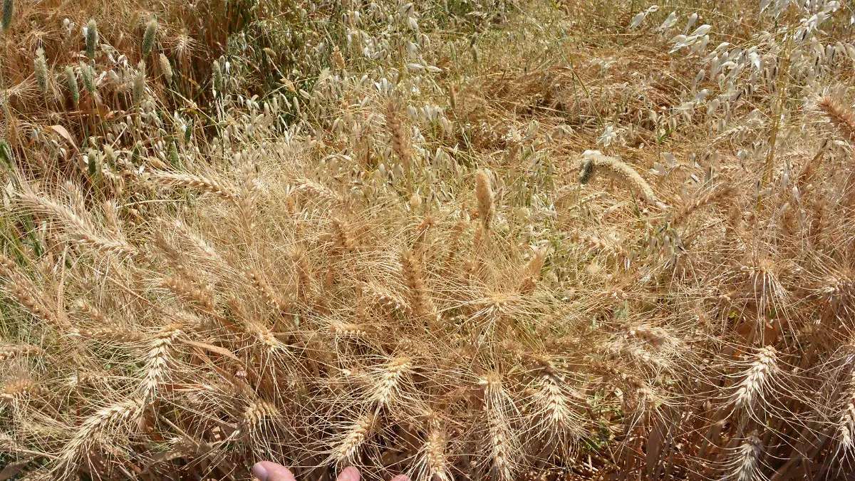 Trigueros-rechazan-precio-base-2