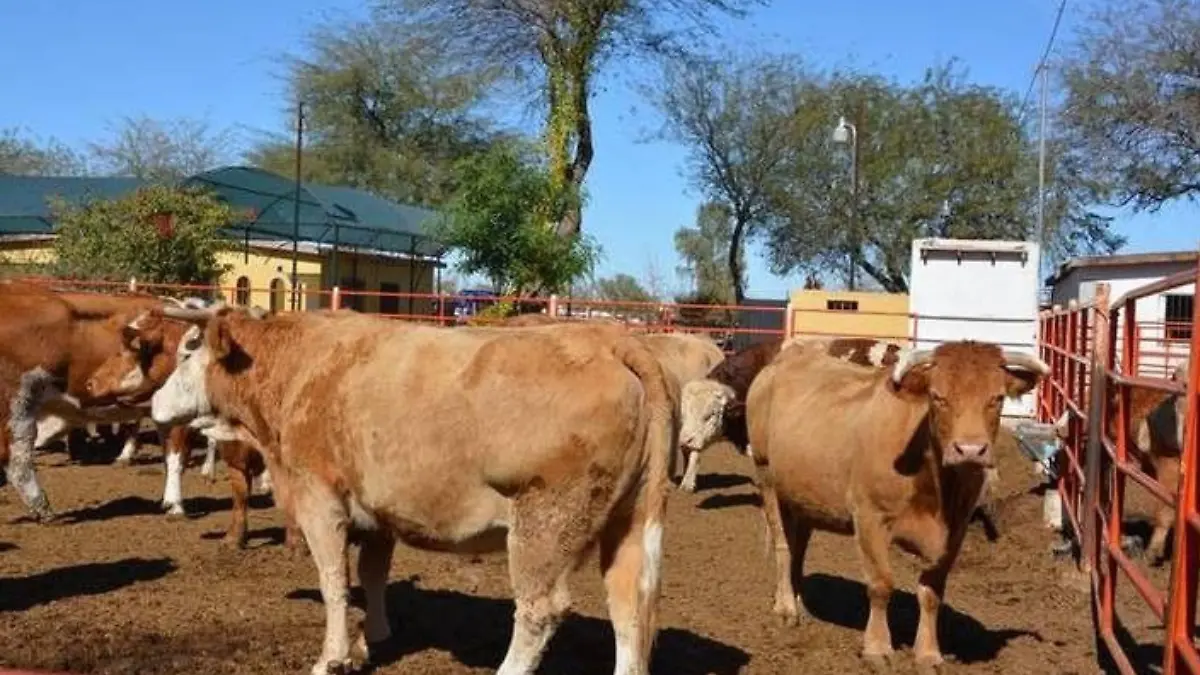 Diseño sin título (6)