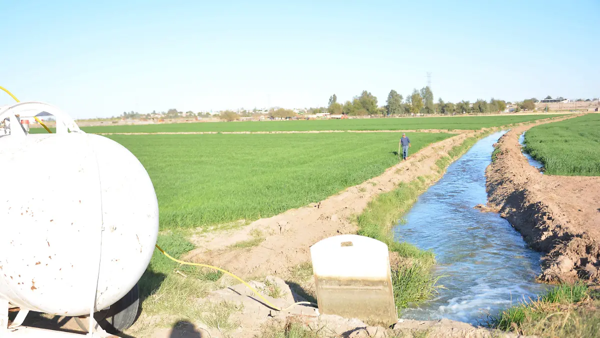 Control de plagas en los campos de trigo 