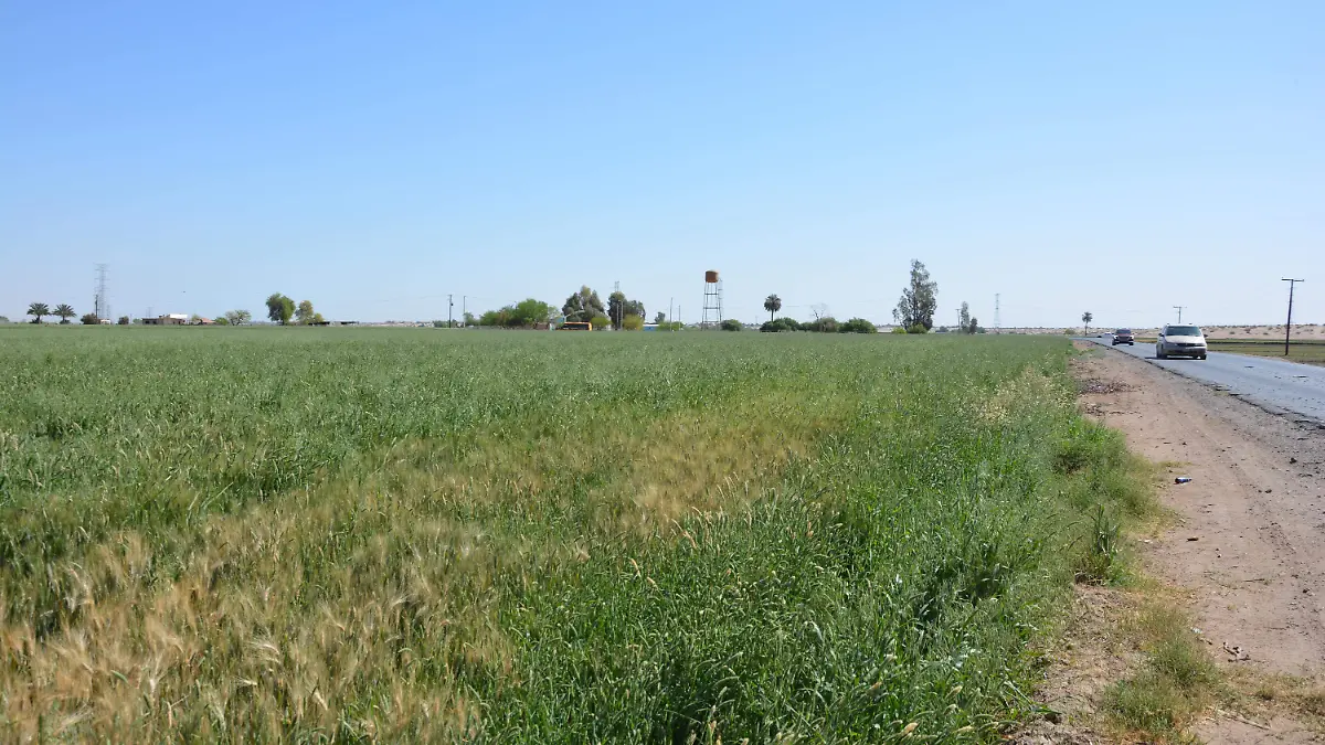 Control de plagas en los campos de trigo 