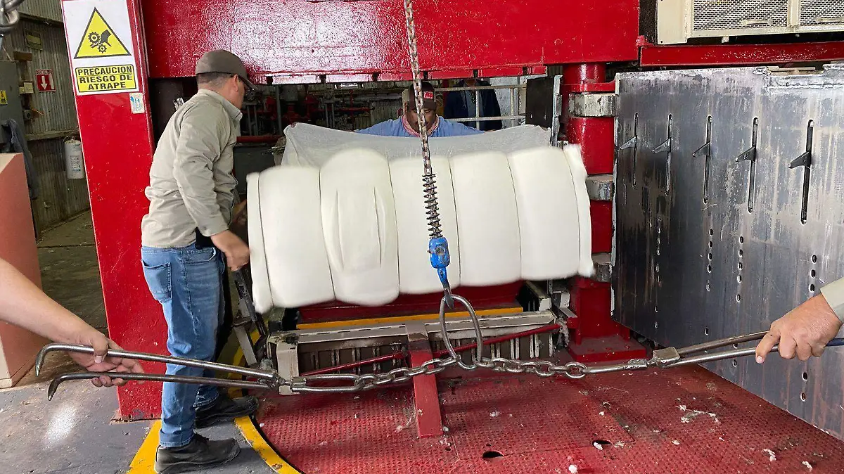 El precio del algodón no ha variado, por lo que vender la fibra es muy complicado y las ganancias son pocas VF (3)