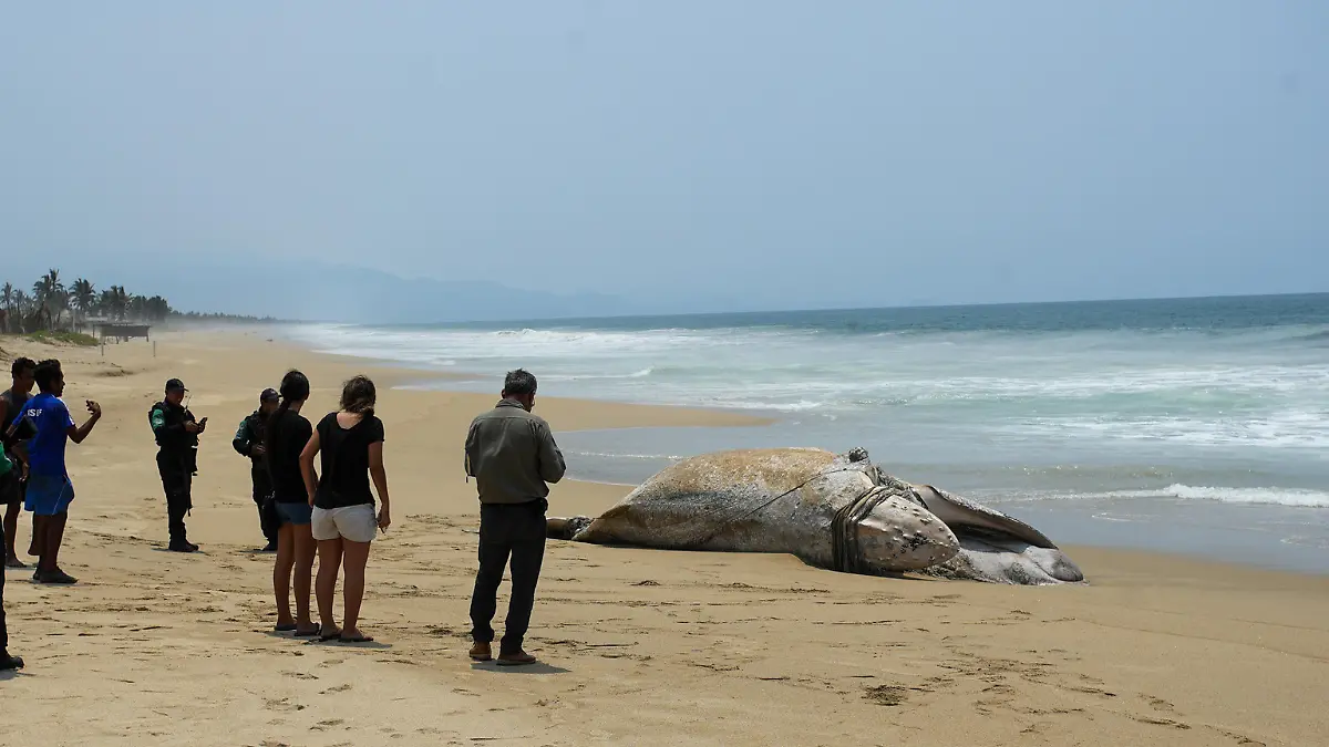 Ballena jorobada muere en Acapulco