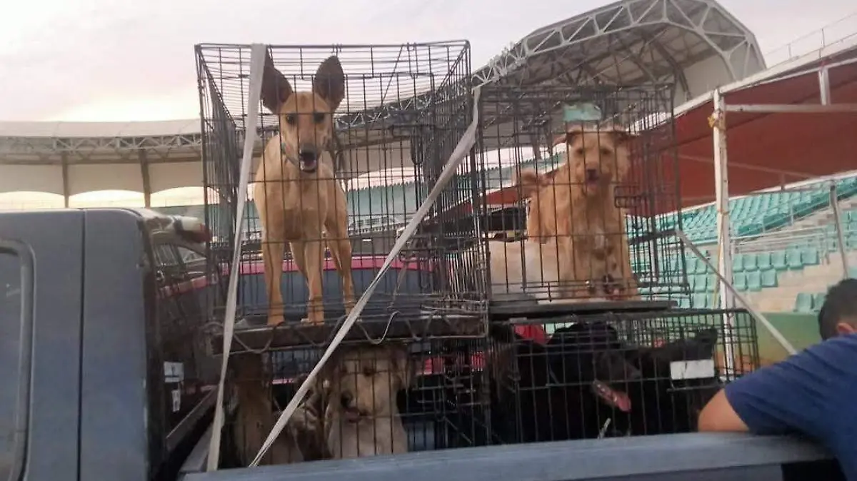 invitan a adptar mascota