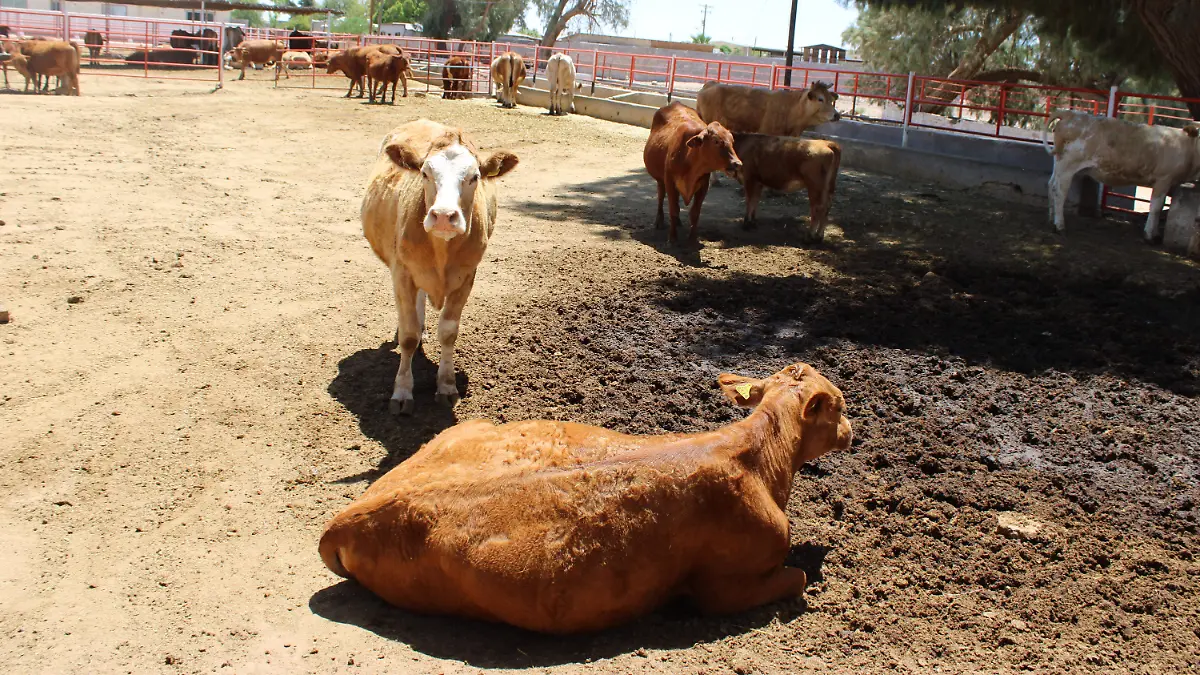 Estados Unidos detuvo exportacion de ganado  