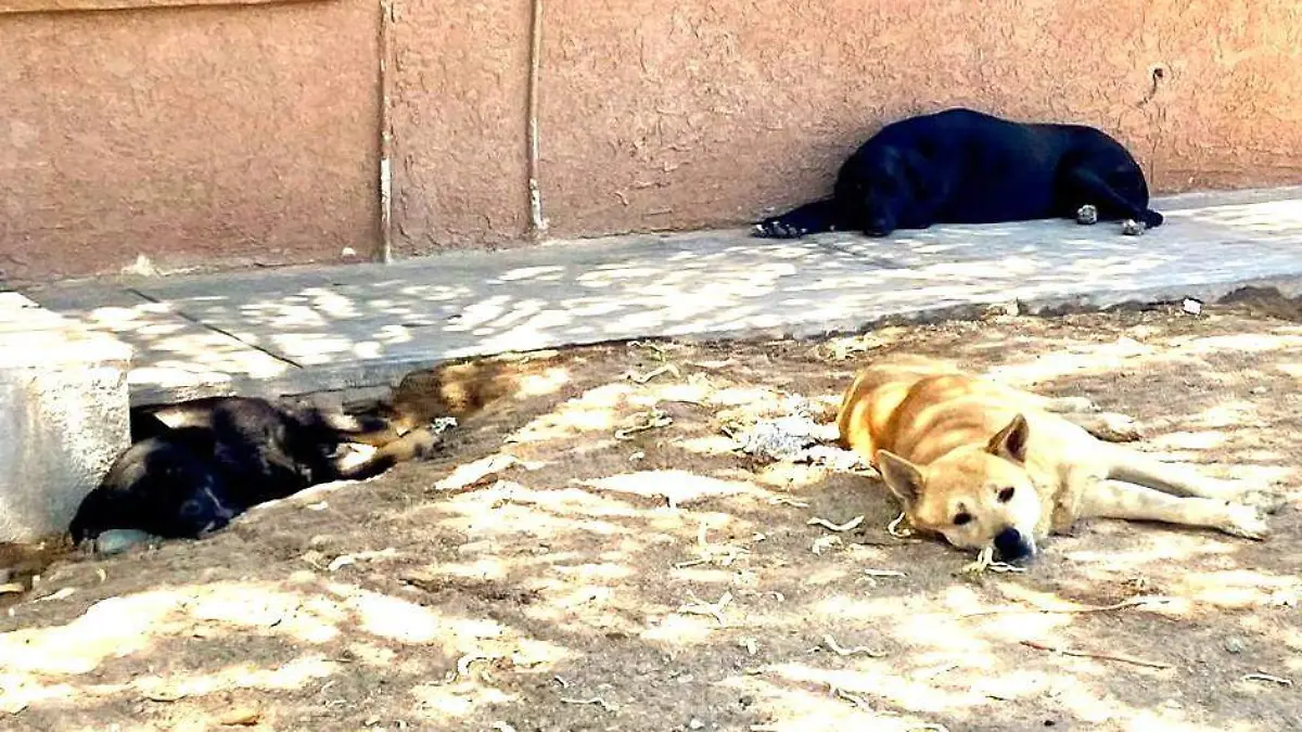 perros calor (1)