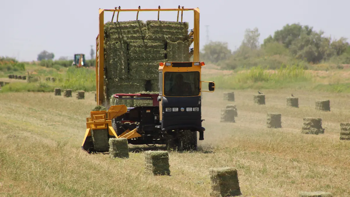 Alfalfa pasa por un buen momento VF (4)