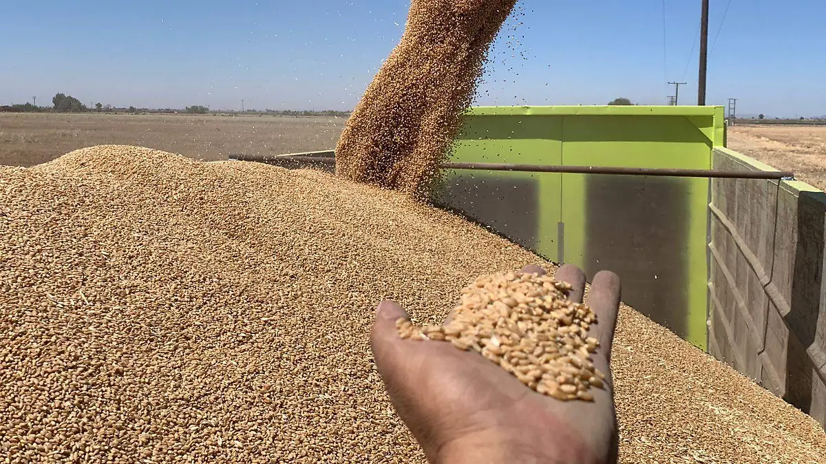 que se produce con el trigo (2)