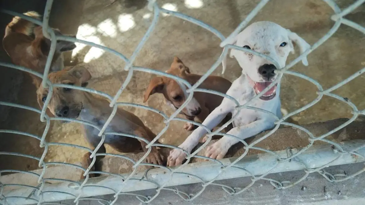 perritos en adopcion (1)