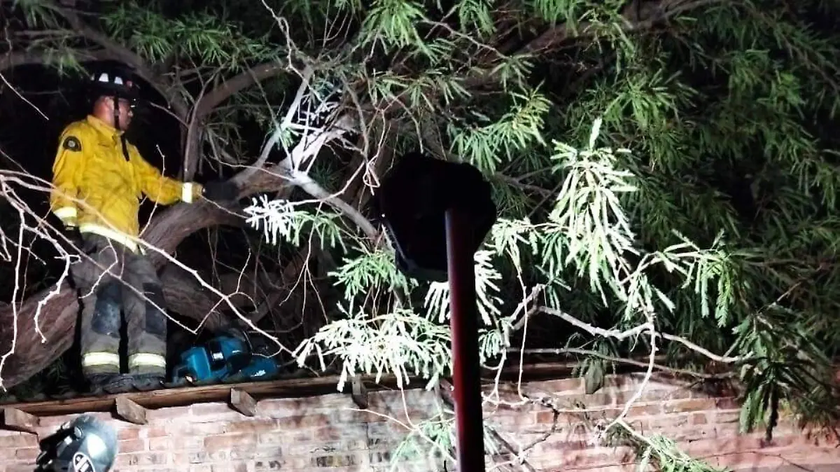Cae viejo arbol sobre una casa