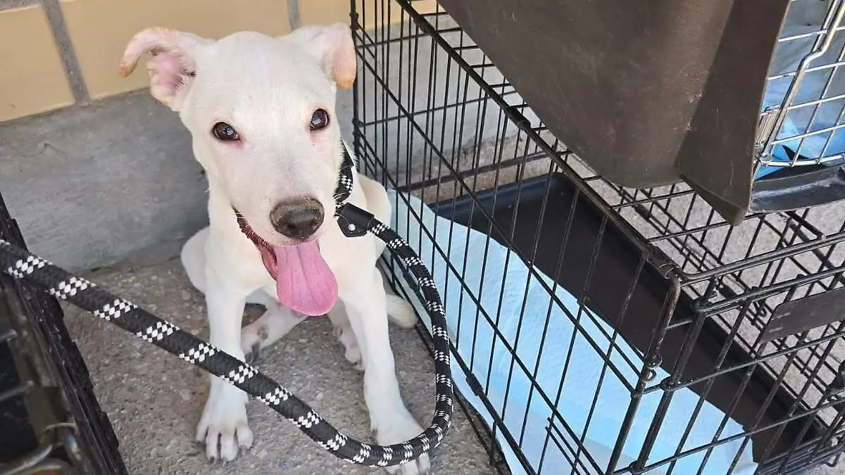 actividad para albergues (3)