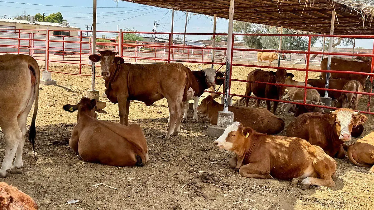 Resultados con la inspección de funcionarios de USDA a los ganaderos VF (3)