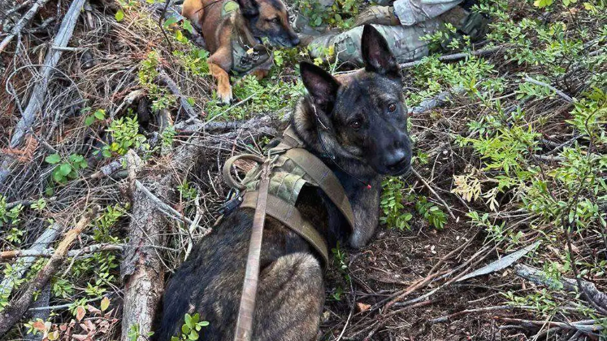 Incrementa Patrulla Fronteriza cantidad de agentes de la unidad K9 (1)