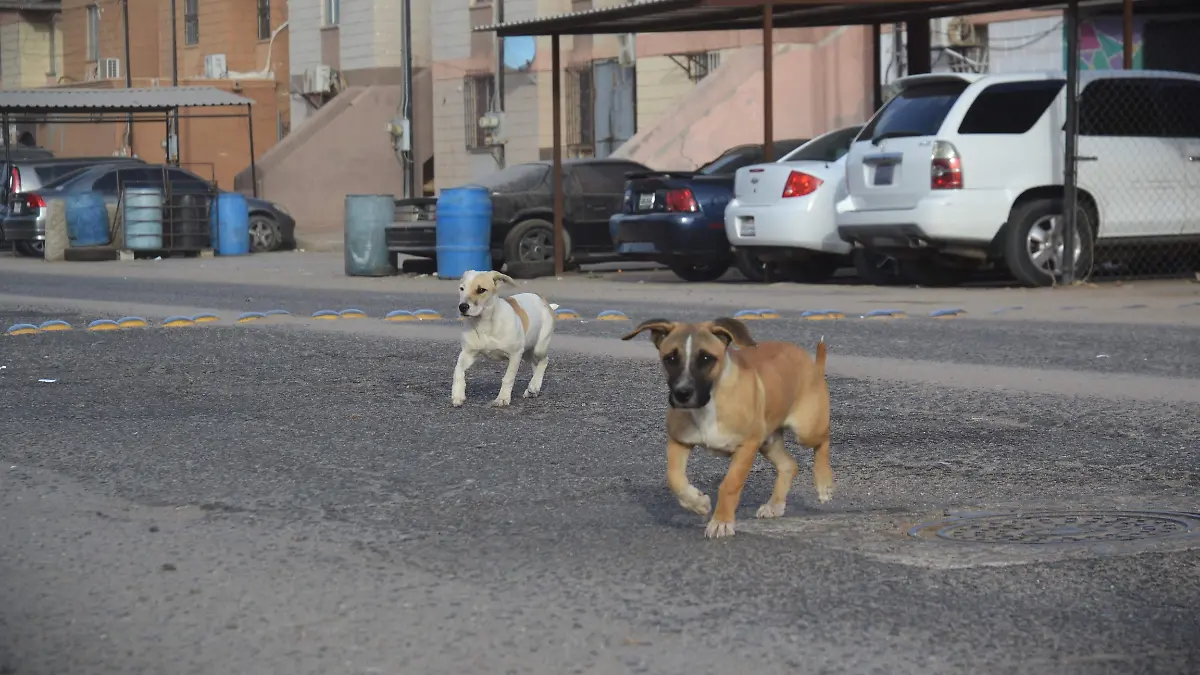 mascotas (1)